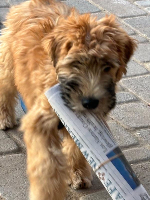 /images/uploads/the santa fe new mexican/santafepetcontest-2025/entries/31668thumb.jpg